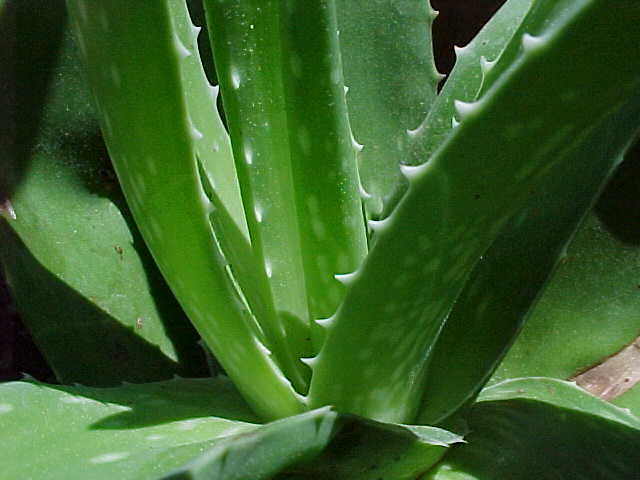Aloe Vera Extract Aloe barbadensis Miller  ALV