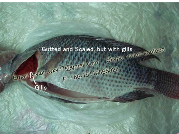 China Frozen Black Tilapia Fish Gutted and Scaled - 03.03