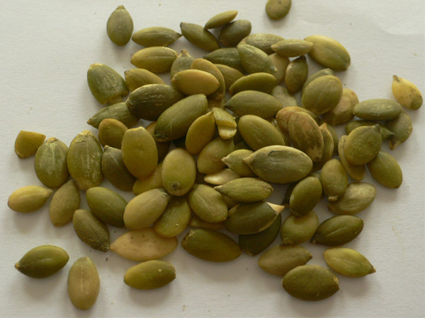 Pumpkin Seed and Kernels - PP-01