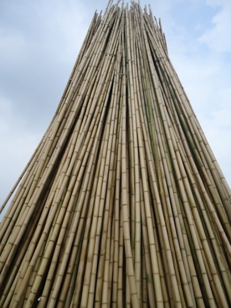 vietnam high quality bamboo poles - VTP