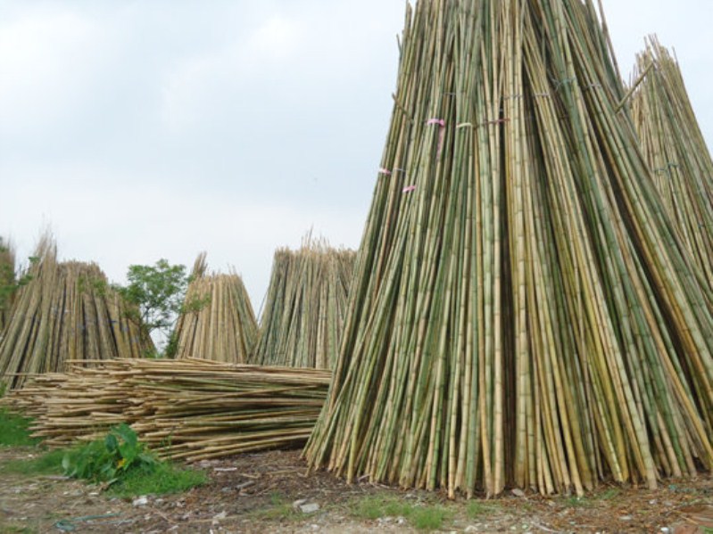 vietnam natural bamboo poles - VTP