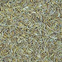 Large picture cumin seed