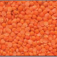 Large picture red lentil