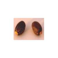 Large picture Jatropha Germination Seed