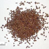 Large picture Cassia seed