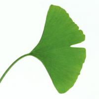 Large picture Ginkgo biloba Extract