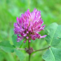 Large picture Red Clover Extract