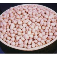 Large picture Peanuts Groundnuts