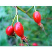 Large picture rose hip anthocyanin