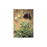 Large picture pulsatilla extract