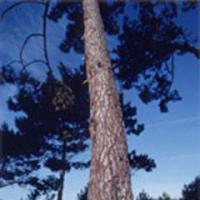 Large picture pine bark extract