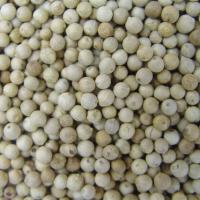 Large picture white pepper