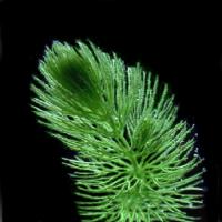 Large picture Ceratophyllum demersum extract