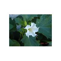 Large picture Datura metel extract