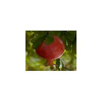 Large picture Pomegranate Extract Punica granatum