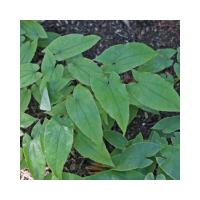 Large picture Epimedium Leaf Extract Epimedium Sagittatum Maxim
