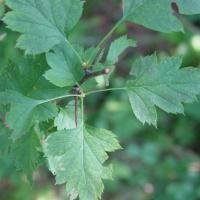 Large picture Hawthorn Leaf Extract Crataegus pinnatifida Bge.