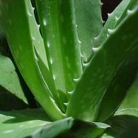 Large picture Aloe Vera Extract Aloe barbadensis Miller