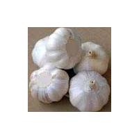 Large picture garlic