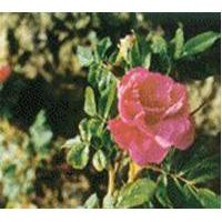 Large picture Wild rose extract