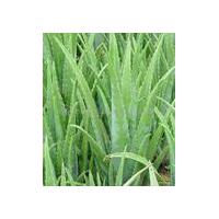 Large picture Aloe vera L. Extract