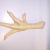 Large picture Chicken Feet