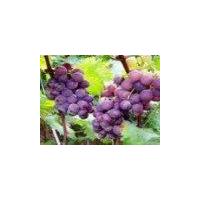 Large picture Grape Seed P.E.