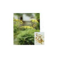 Large picture Fennel Oil