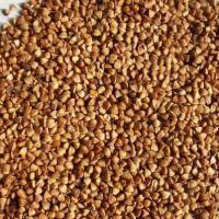 Large picture roasted buckwheat kernel