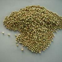 Large picture buckwheat kernel