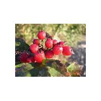 Large picture rose hip extract