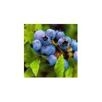 Large picture Blueberry Anthocyanin, Blueberry Powder