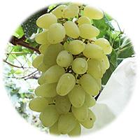 Large picture White grape Juice Concentrate