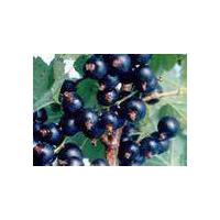 Large picture Black Currant Extract