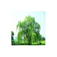 Large picture White Willow Bark Extract