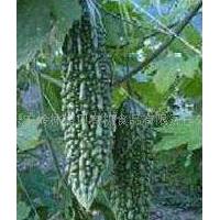 Large picture Balsam Pear Extract