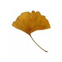 Large picture Ginkgo biloba extract
