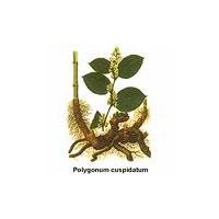 Large picture Polygonum Cuspidatum Extract Resveratrol 20%~99%