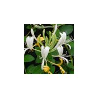 Large picture Honeysuckle flower extract 15%-90%chlorogenic acid