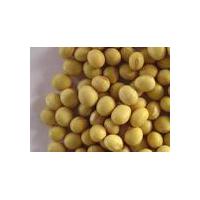 Large picture supply Soy bean Extract 40% Isoflavines