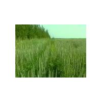 Large picture Wheat Grass Extract 20:1