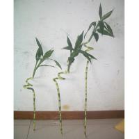 Large picture curly lucky bamboo