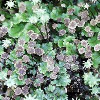 Large picture Marchantia Polymorpha P.E.