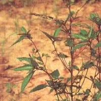 Large picture Acalypha Australis P.E.