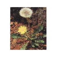 Large picture Dandelion Extract