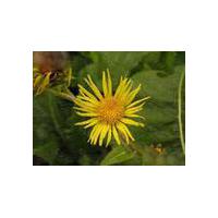 Large picture Inula helinum L. Extract
