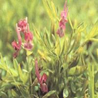 Large picture corydalis yanhusuo