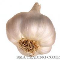 Large picture Garlic