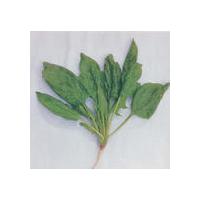 Large picture Spinacia oleracea extract