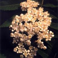Large picture Sorbus pohuashanensis extract